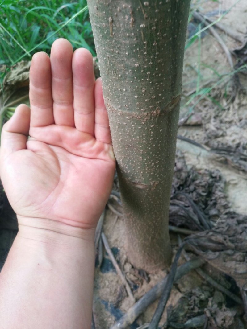 梧桐树苗