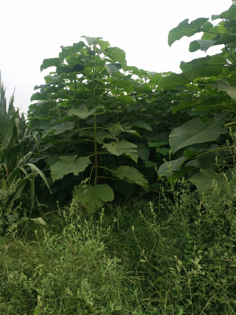 梧桐树苗