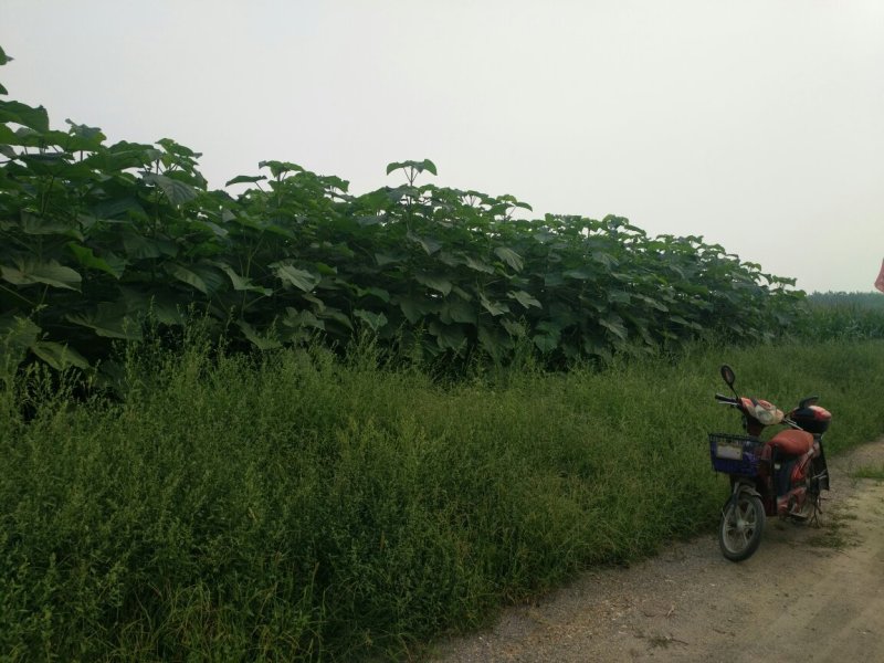 梧桐树苗