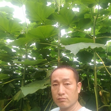 梧桐树苗