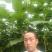 梧桐树苗