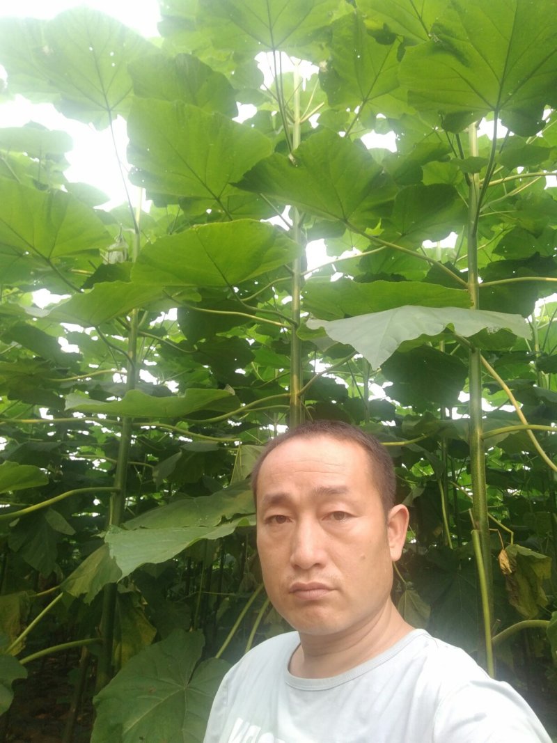 梧桐树苗