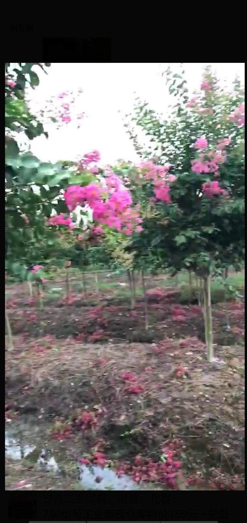 紫薇