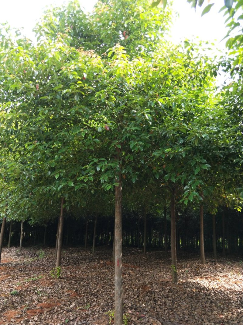 5到20公分香樟树