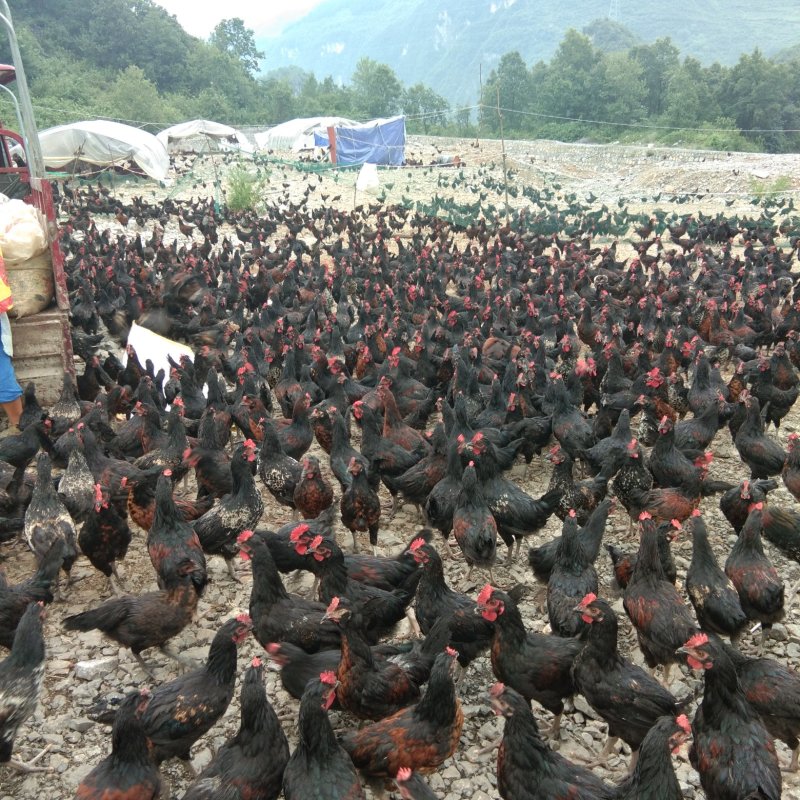 原生态无污染土鸡，全粮草胃养的，肉质非常鲜美