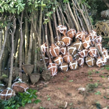湖北桂花苗大量低价批发