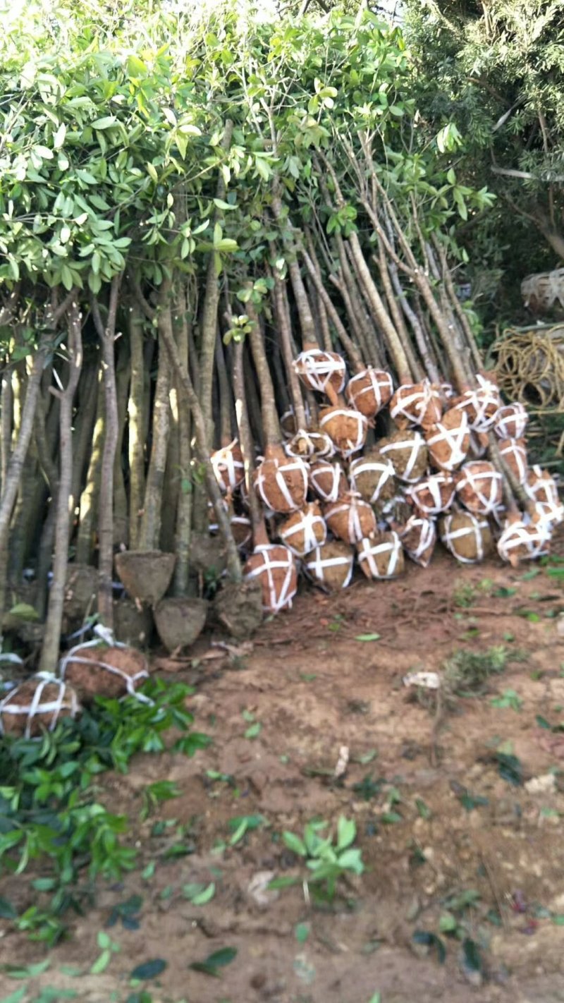 湖北桂花苗大量低价批发