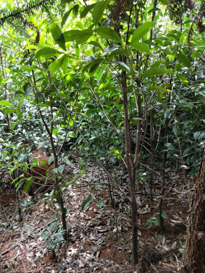 湖北桂花苗大量低价批发