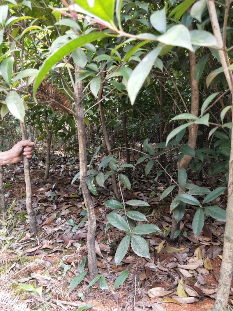 湖北桂花苗大量低价批发