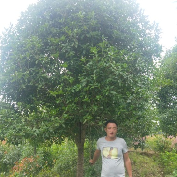 精品桂花树批发