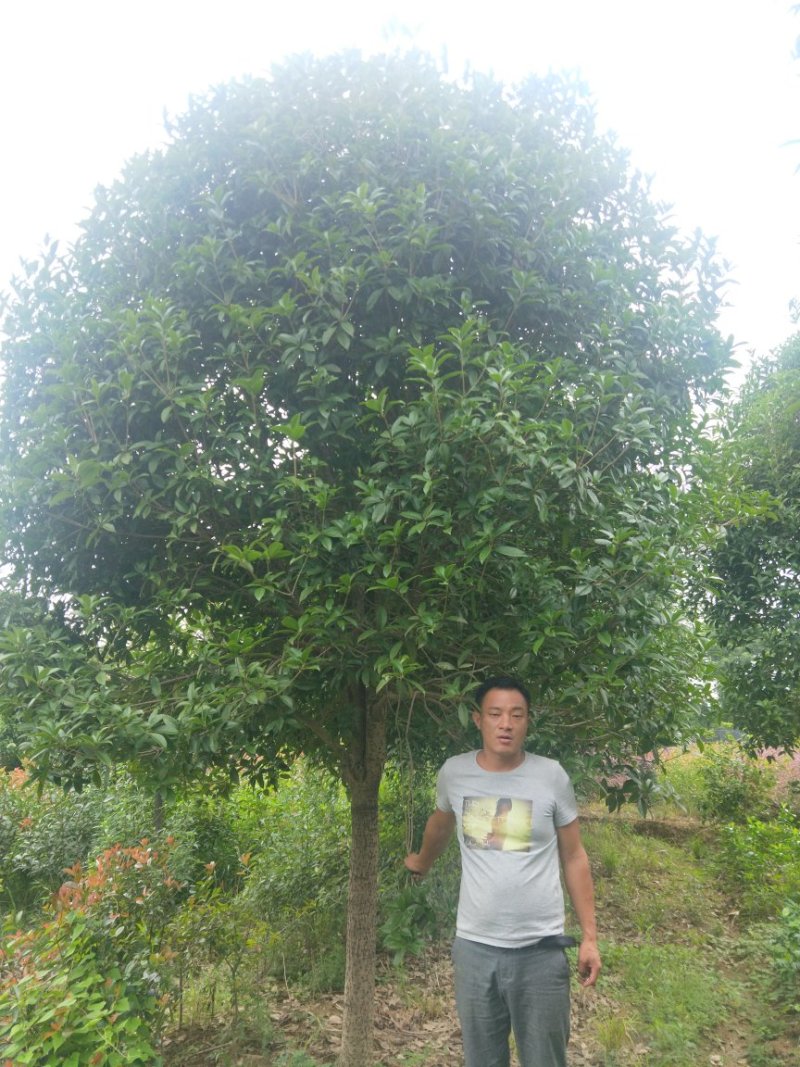 精品桂花树批发