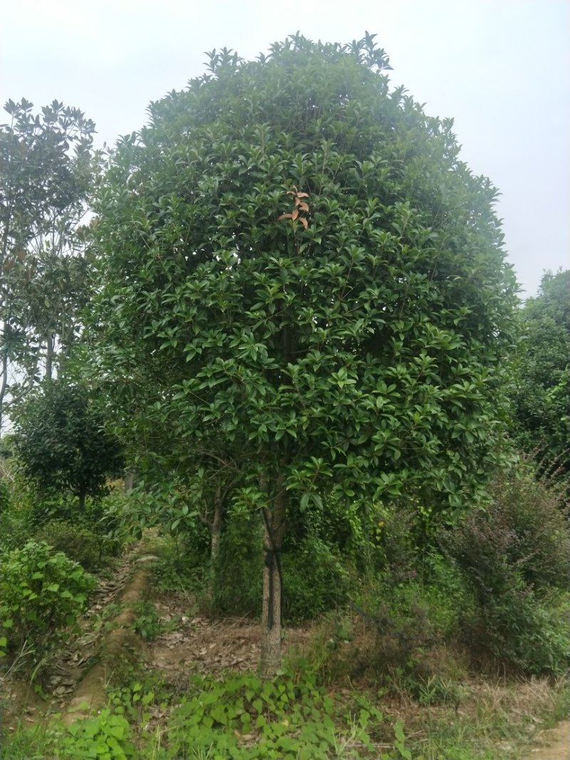 精品桂花树批发