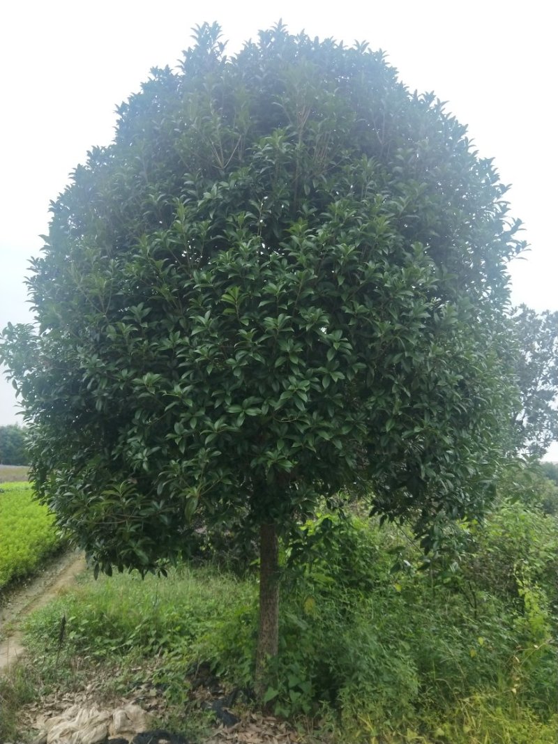 精品桂花树批发