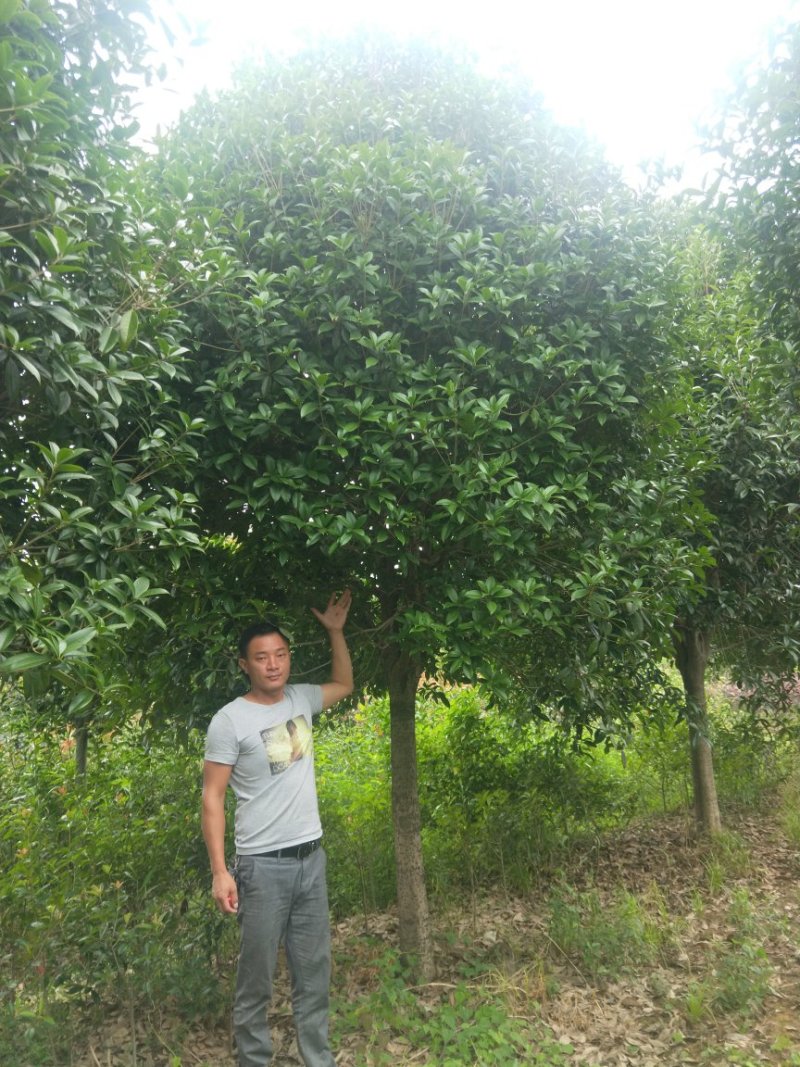 精品桂花树批发