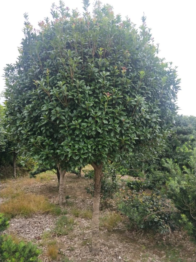 精品桂花树批发