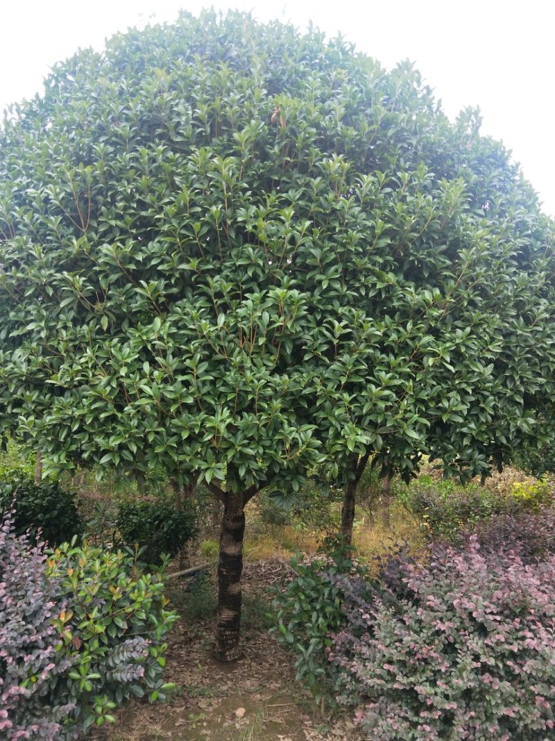 精品桂花树批发