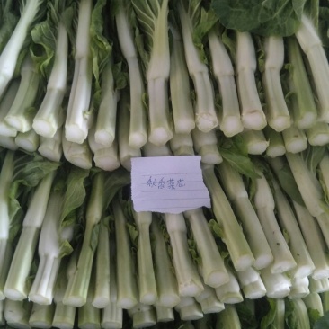 有需求的，可以咨询