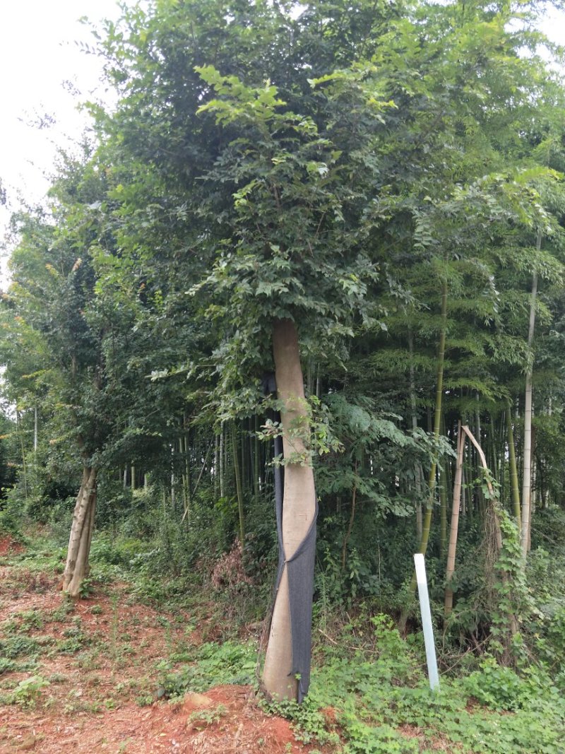 原生朴树移栽朴树大量供应