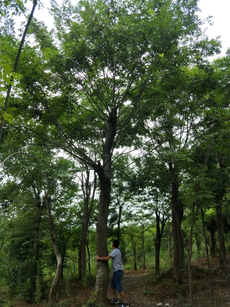 原生朴树移栽朴树大量供应