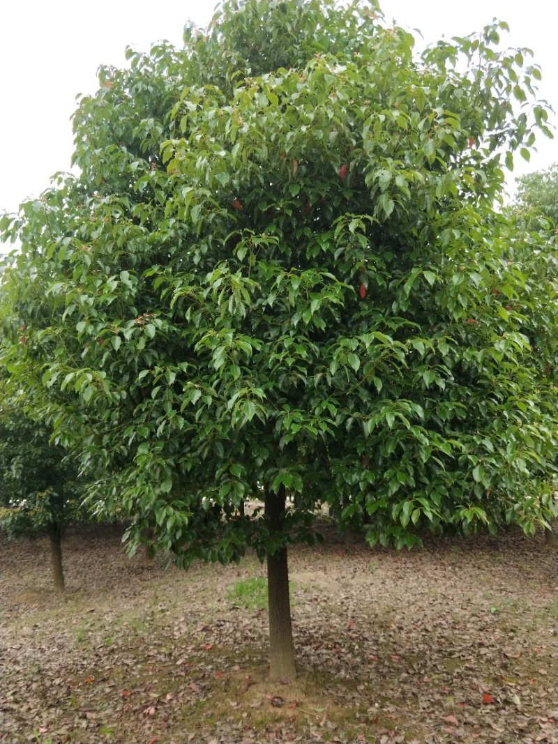 12公分精品香樟树