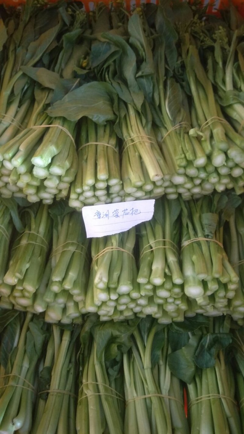 漳州菜心