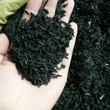 知母种子
