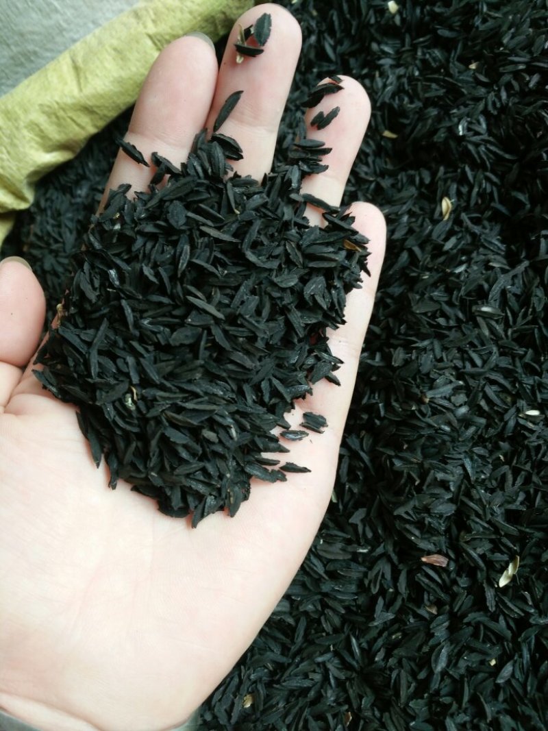 知母种子