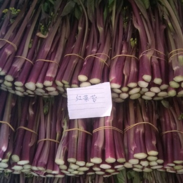 红菜苔