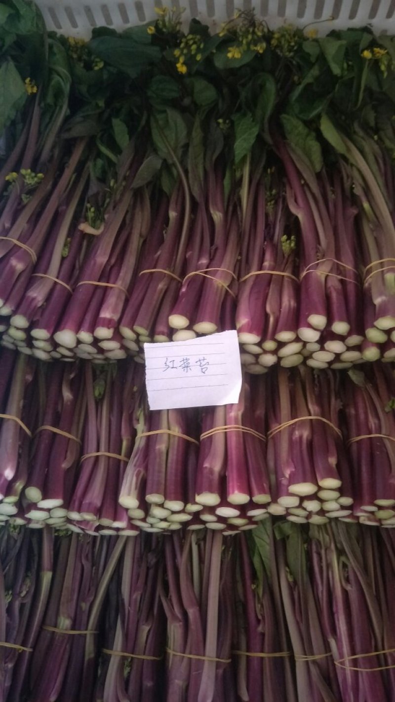 红菜苔