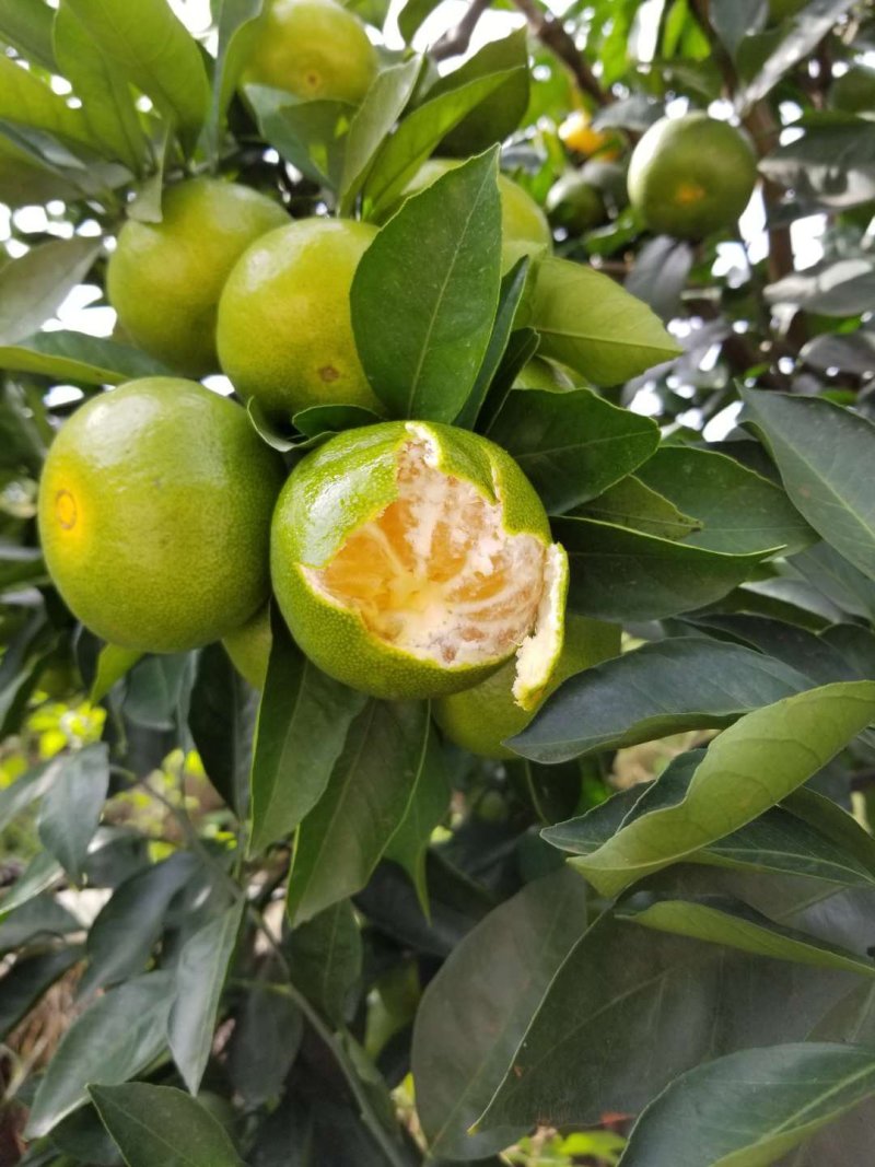 精品普早大量上市，个头大，味道甜，皮薄，果形好