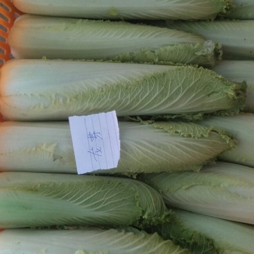 龙牙菜