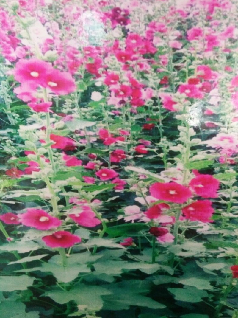 蜀葵种子