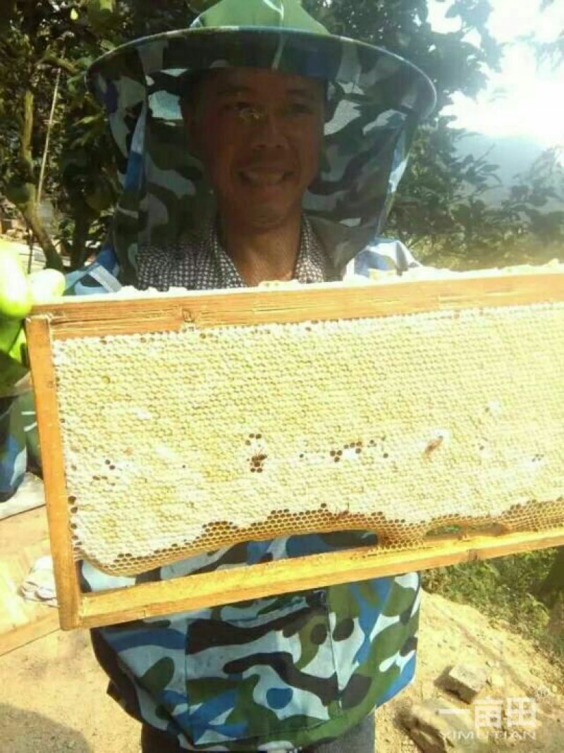 大山土蜂蜜