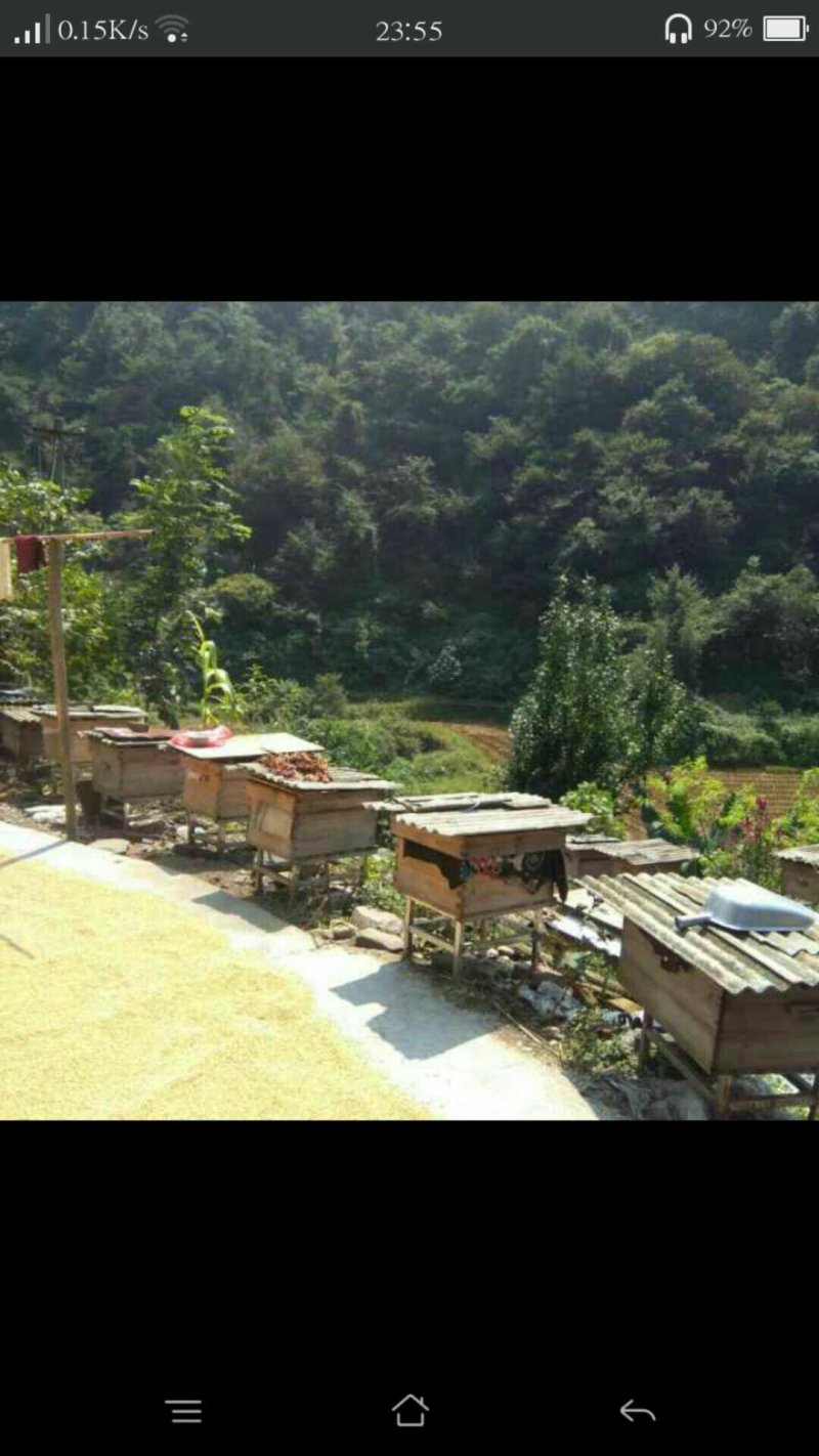 大山土蜂蜜