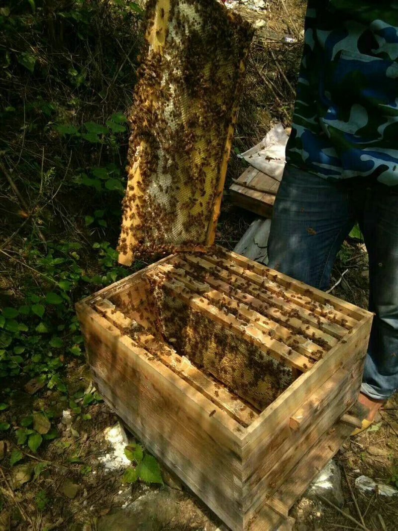 大山土蜂蜜