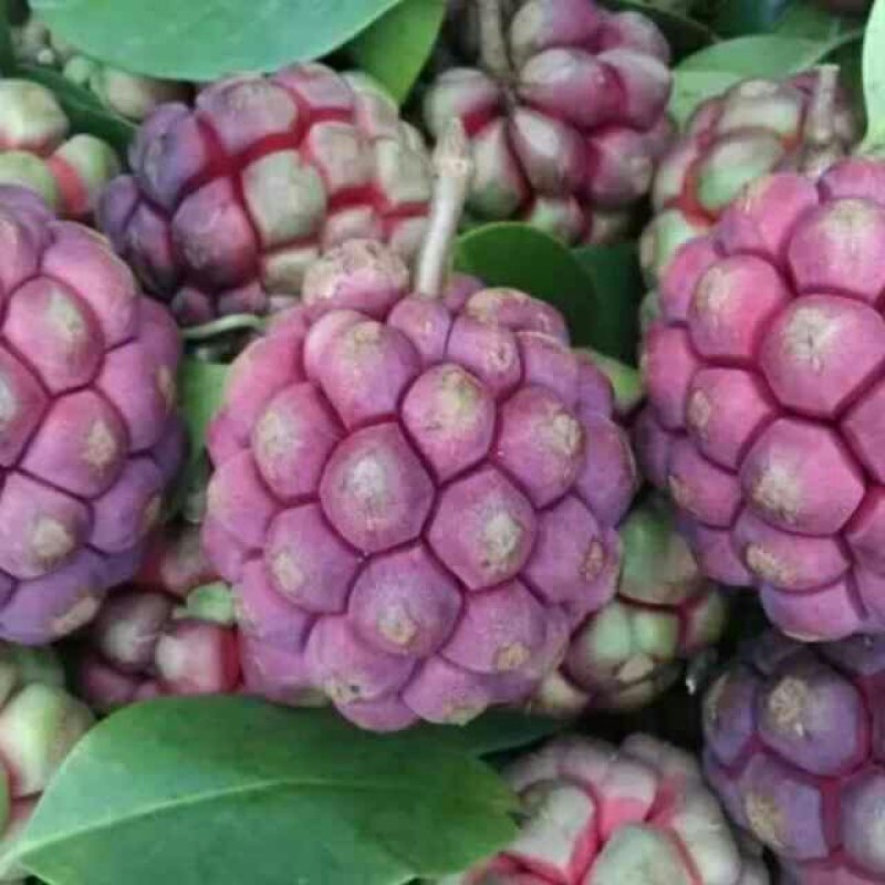 这是黑老虎果