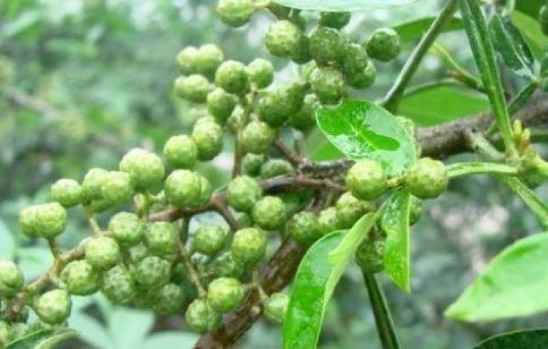 青花椒，特级，鲜