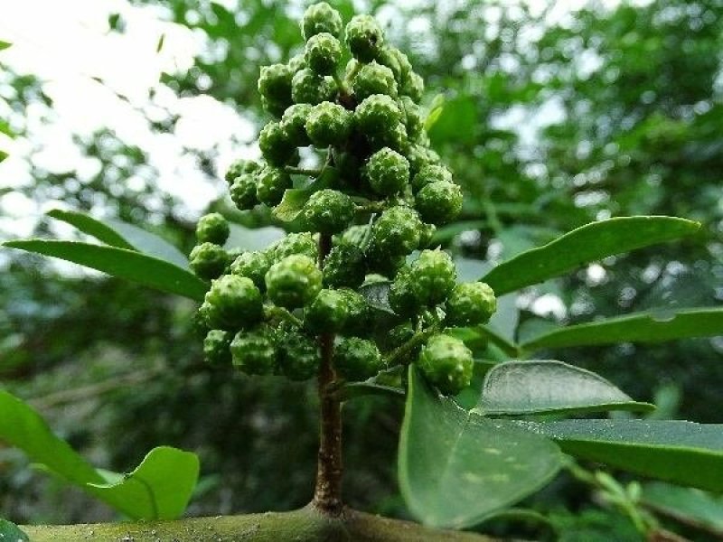 青花椒，特级，鲜