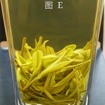 安吉白茶