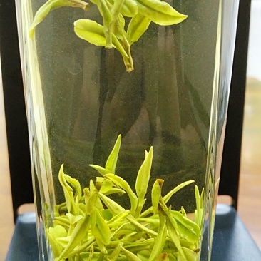 安吉白茶