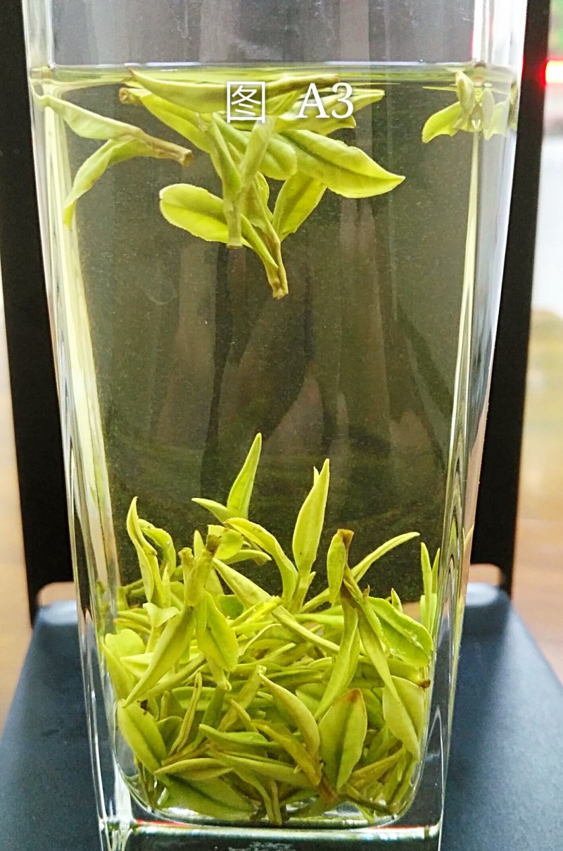 安吉白茶