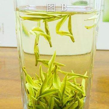 安吉白茶
