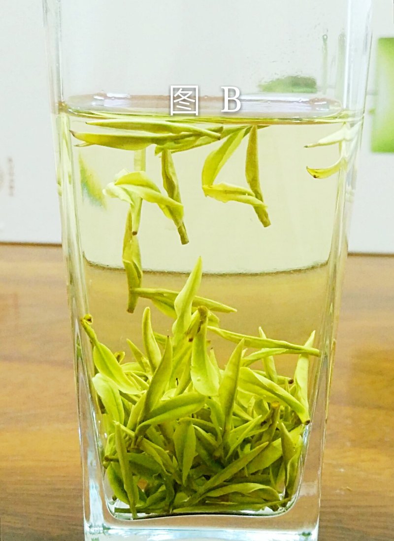安吉白茶