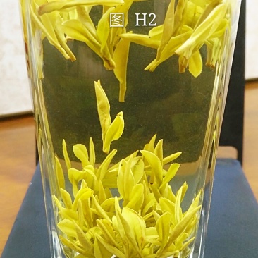 安吉白茶