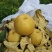 晚秋黄梨千亩基地大量有货表光好