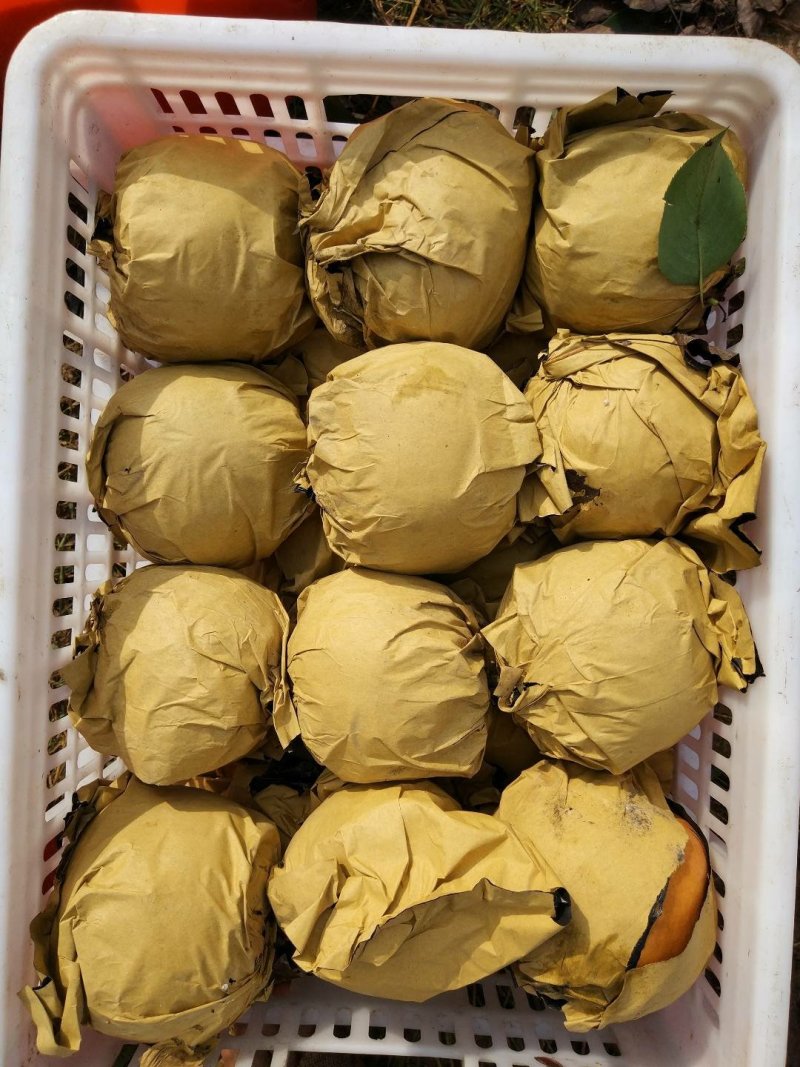 晚秋黄梨千亩基地大量有货表光好