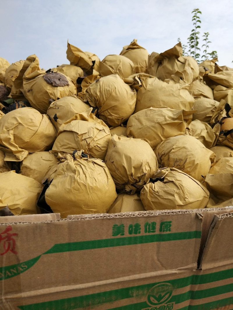 晚秋黄梨千亩基地大量有货表光好