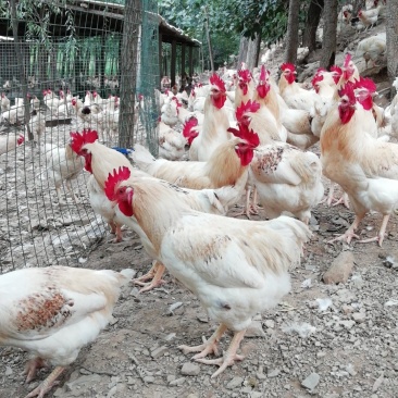 会爬山的大公鸡🐔