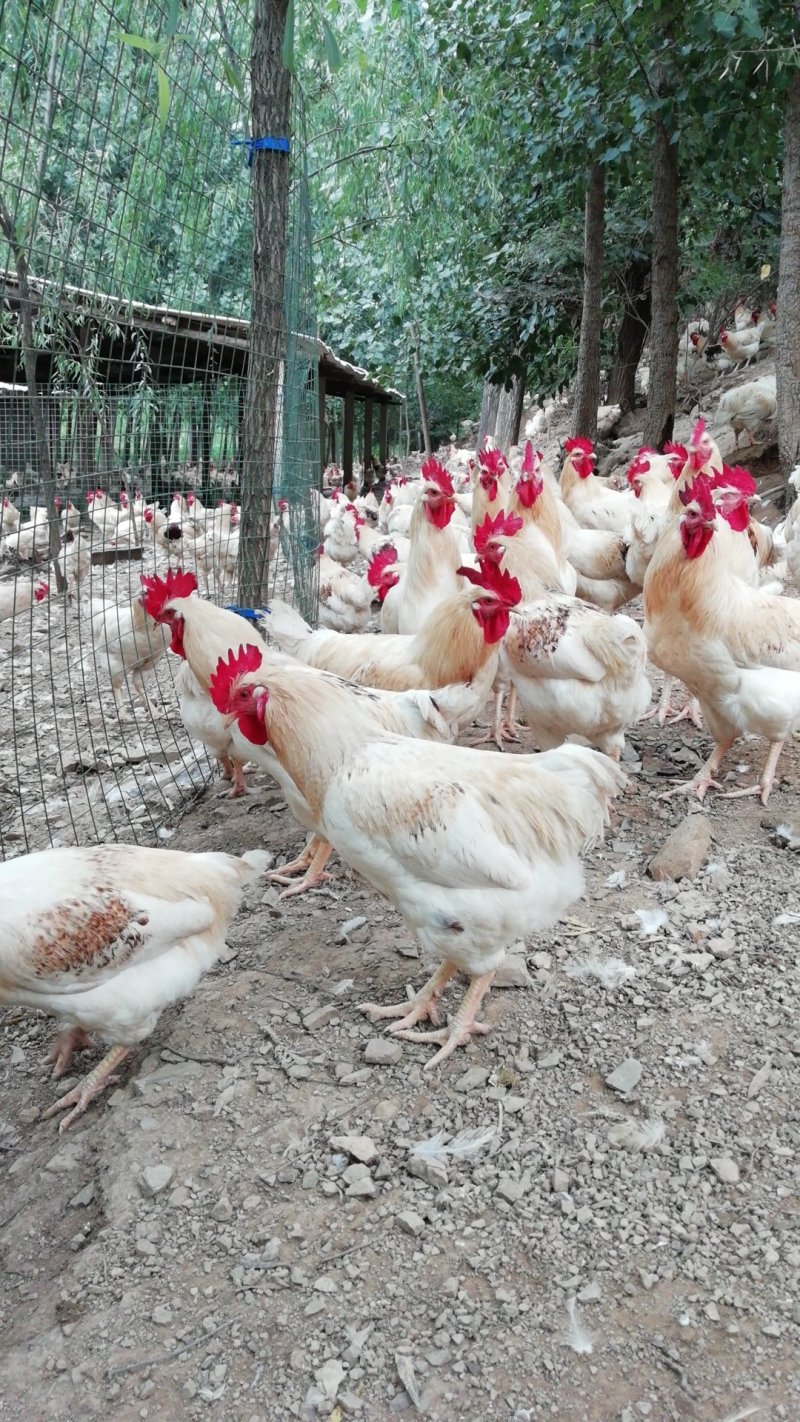 会爬山的大公鸡🐔