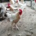 会爬山的大公鸡🐔